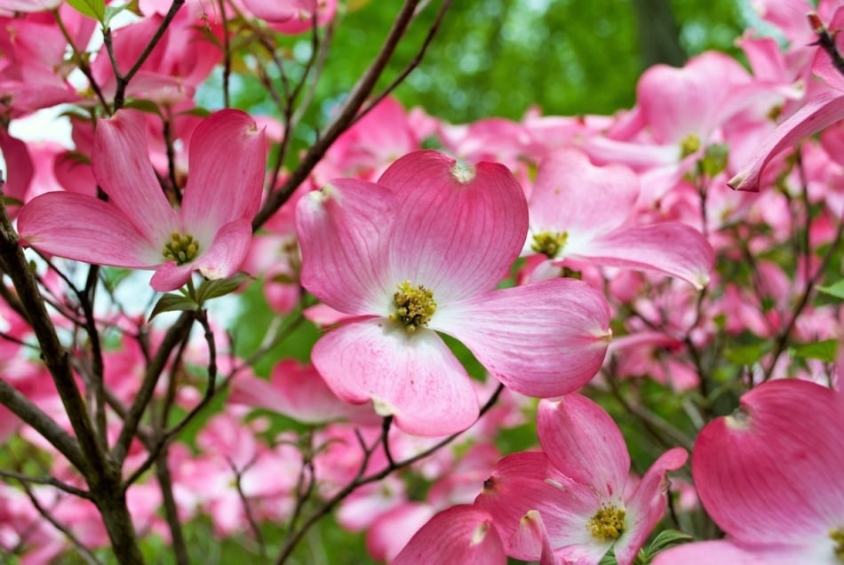Pink blooms flowering dogwood tree.