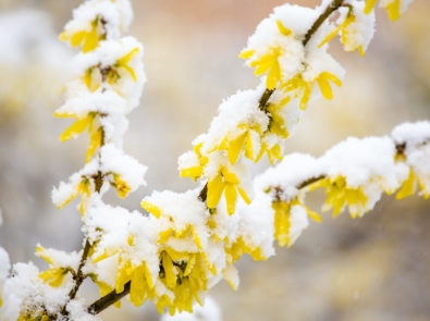 Forsythia: An Early Spring, Yellow Flower, Weather Forecaster? featured image