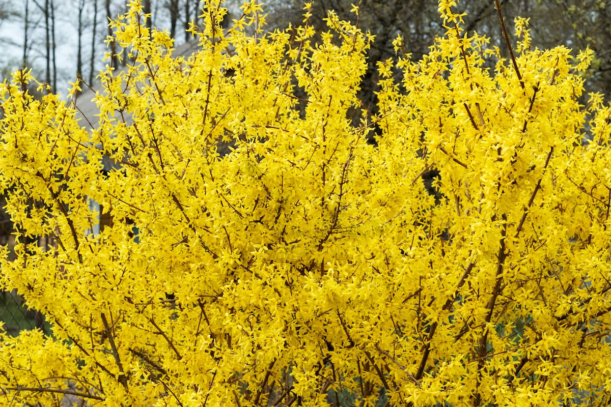 yellow forsythia bush