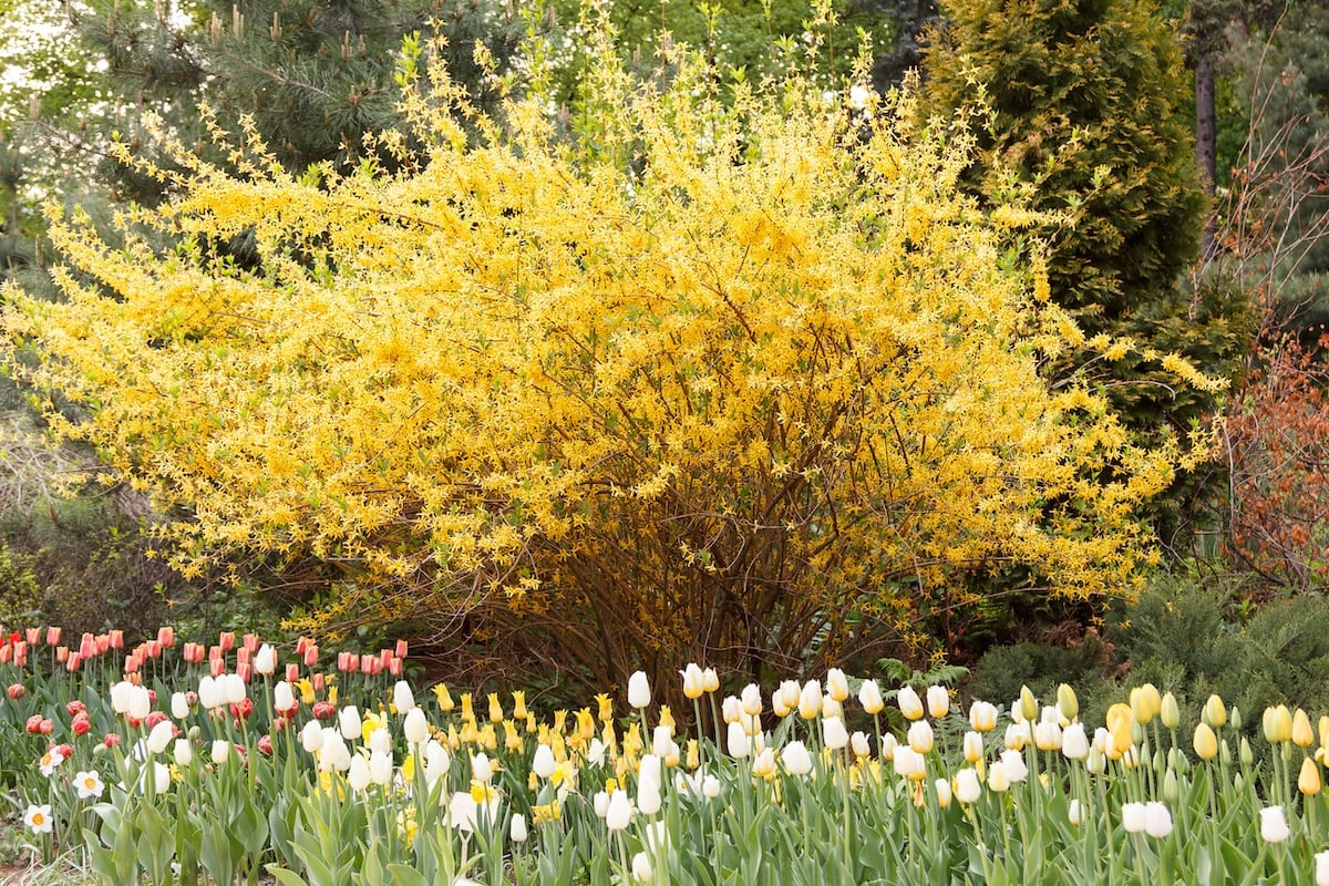 Tulips in front of spectacular yellow forsythia bush