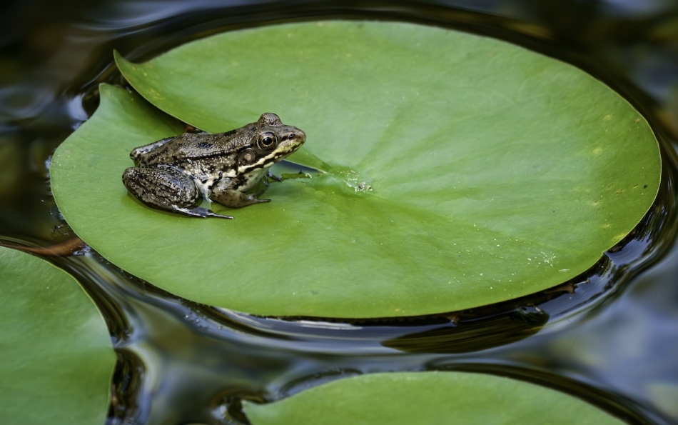 Young green frog (Rana clamitans) on pad of water lily (Nymphaea sp.) in backyard garden pond.