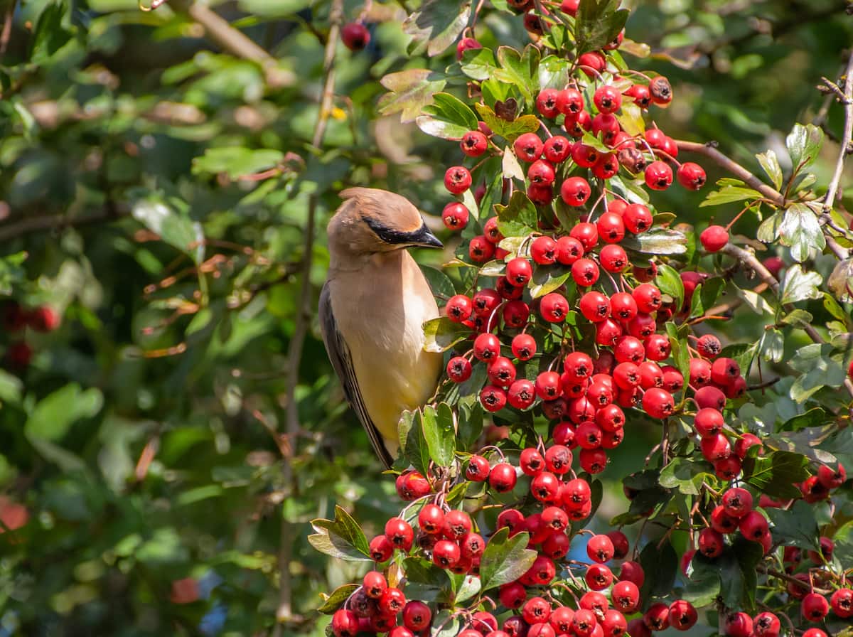 Bird eating red Hawthorn tree berries.