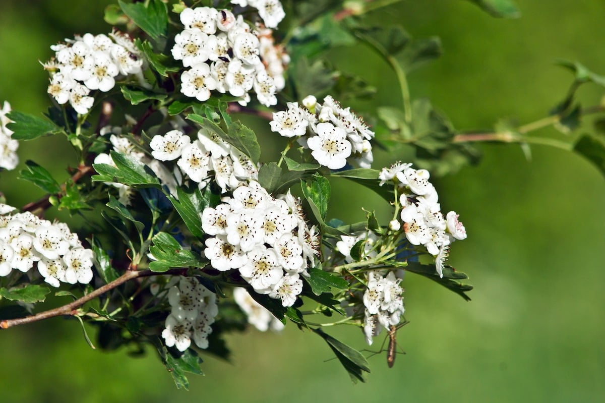 Hawthorn flowering tree blooms.