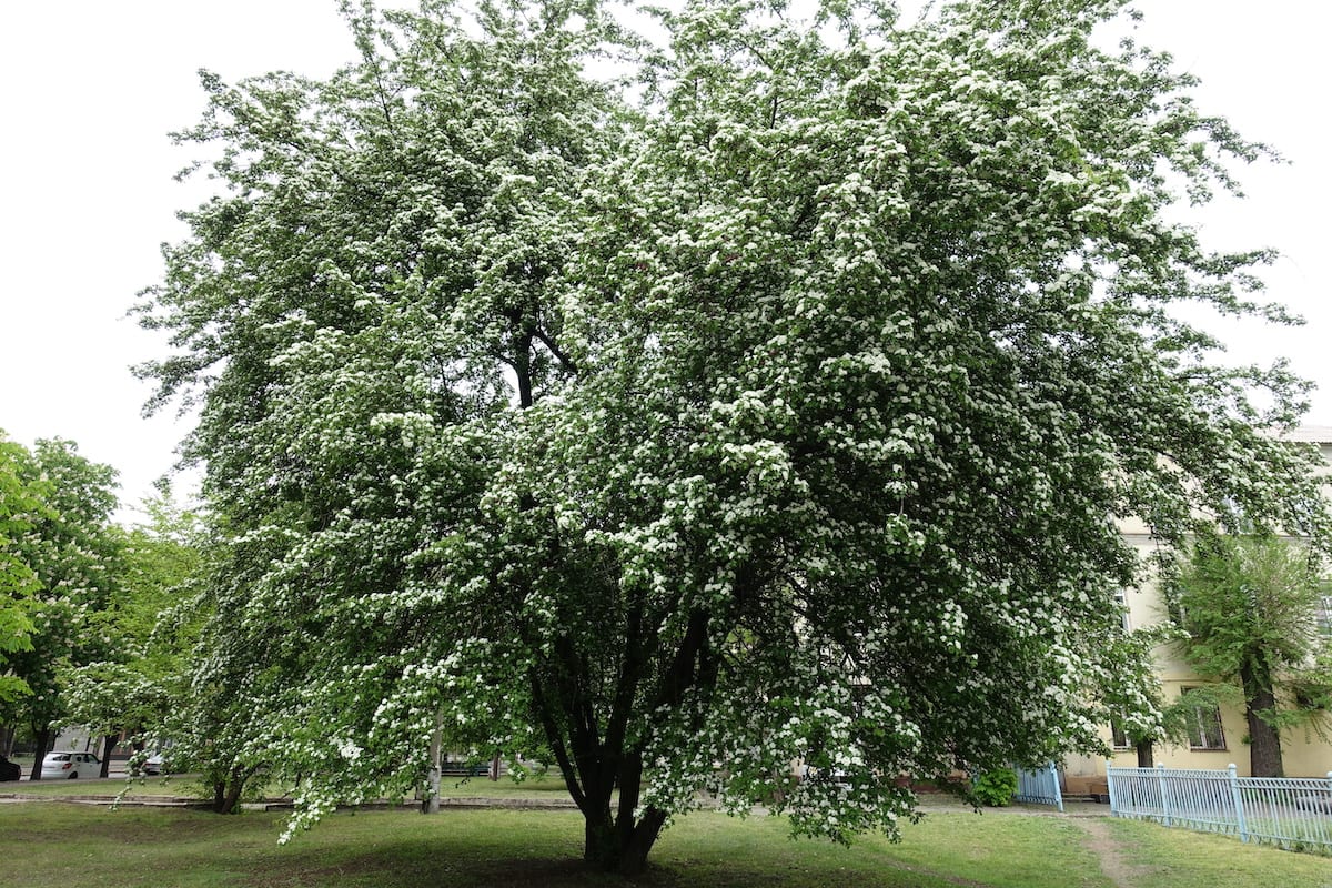 Hawthorn flowering tree in full bloom.