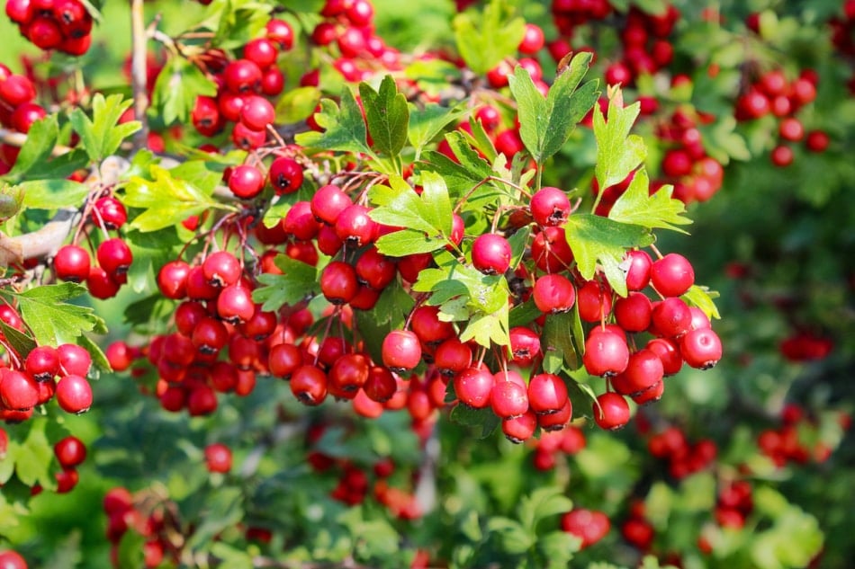 Hawthorn berries in the autumn garden.