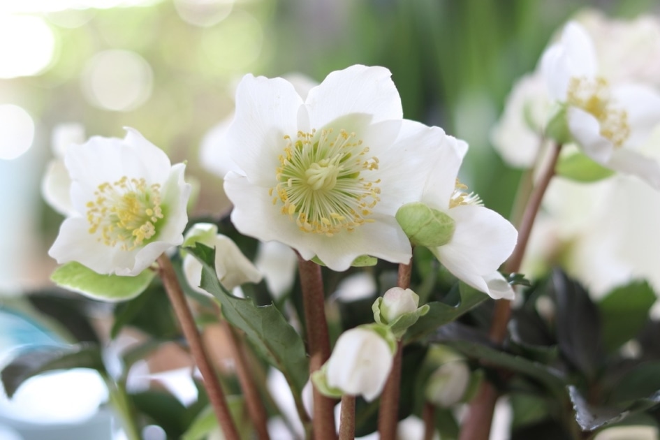 9 Popular Easter Flowers And Their Meanings Farmers' Almanac Plan