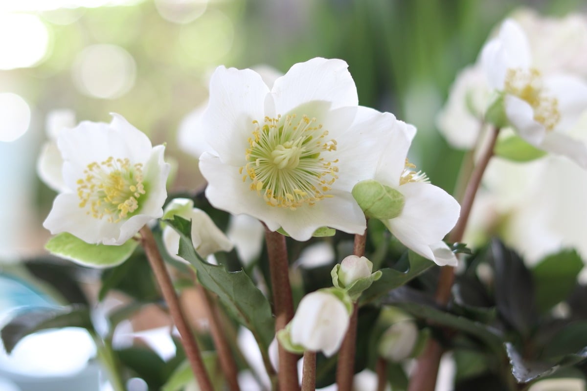 Helleborus niger - Helleborus orientalis