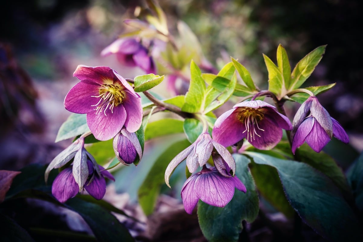 purple hellebore flower, also known as Christmas rose and Lenten rose