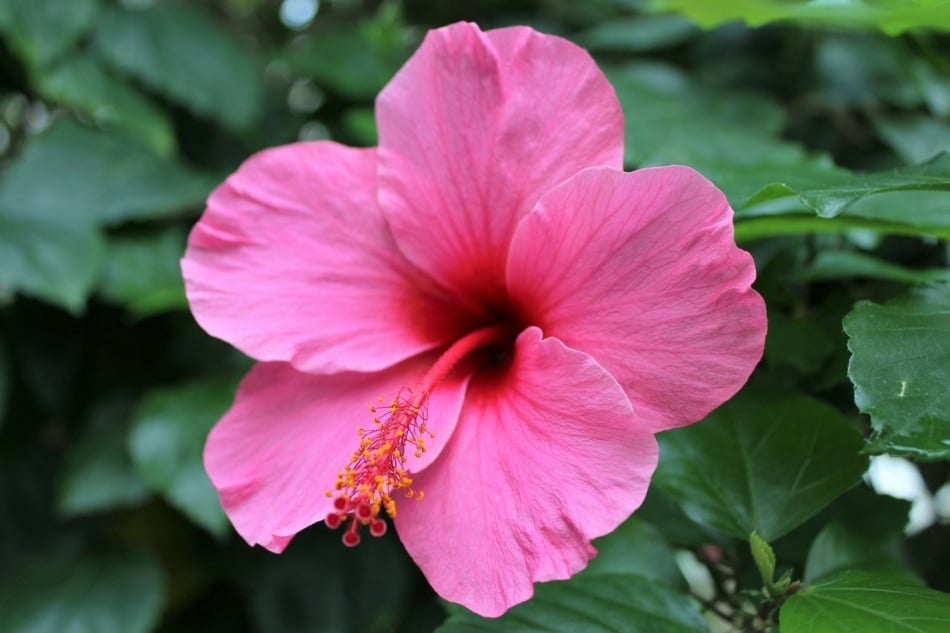 pink flowers hibiscus