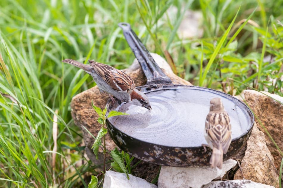 Closeup of two common house sparrow birds perched on pan pot with green leaves grass blades in summer drinking water