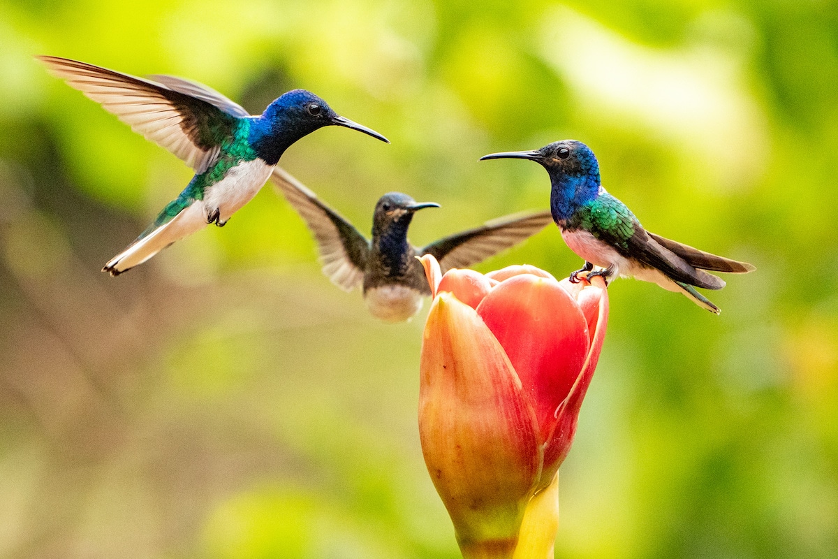 Three hummingbirds hovering over a flower