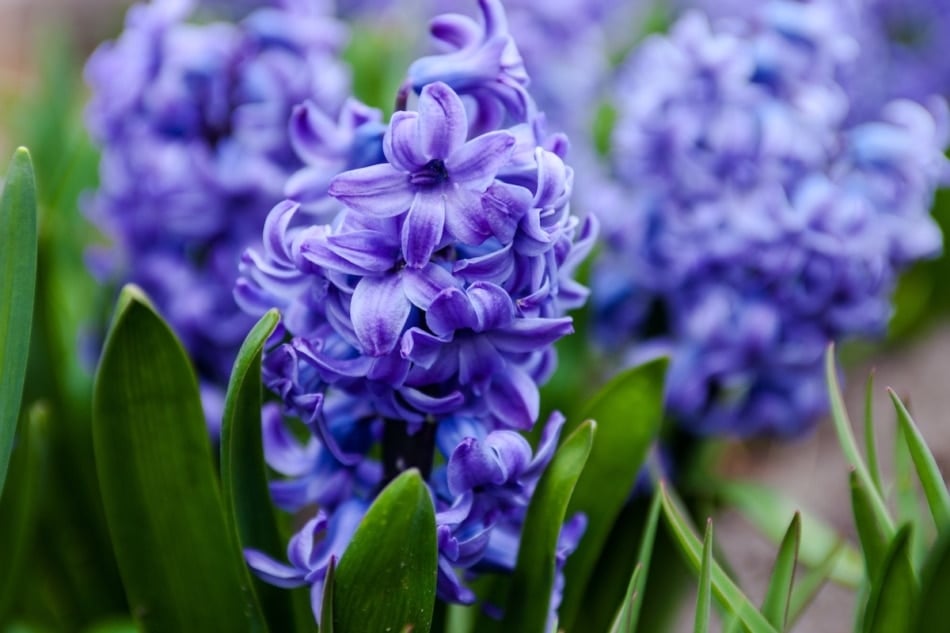 Hyacinth - flower