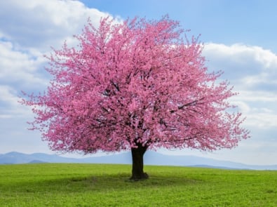 5 Best Flowering Trees That Add Color To Your Yard featured image