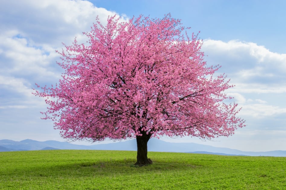 Japanese cherry tree in bloom.