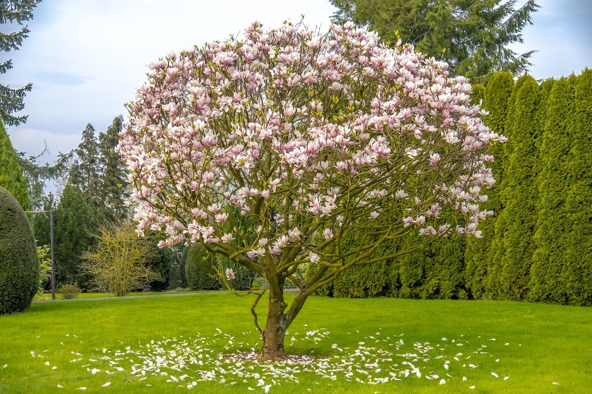 Magnolia tree in a yard dropping petals.