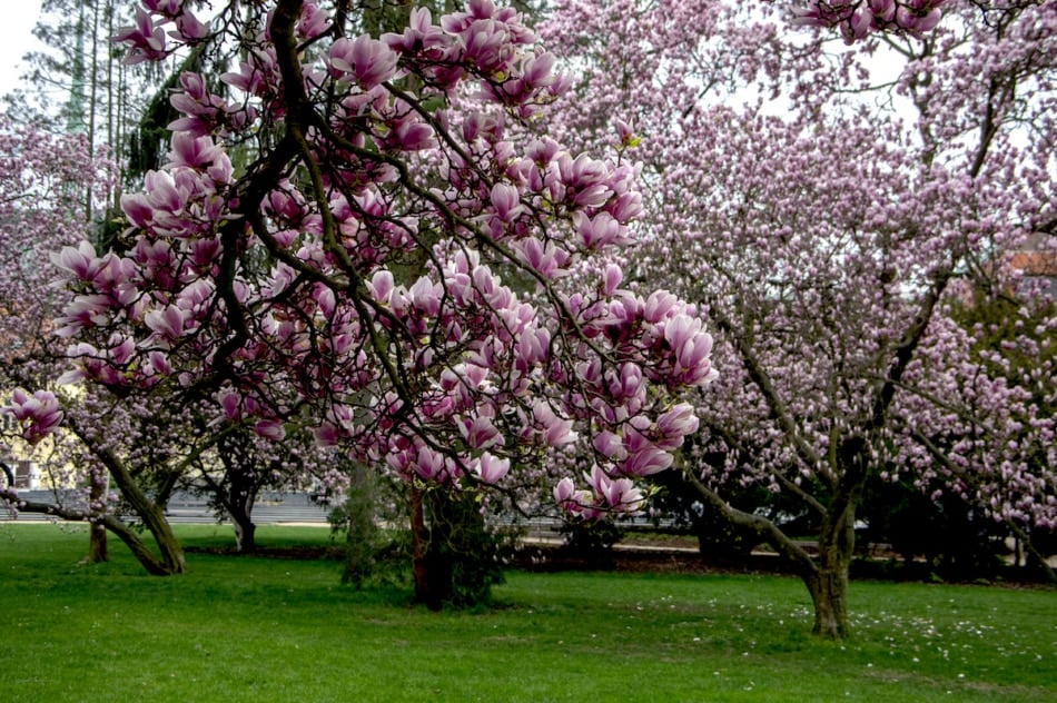 Magnolia tree with pink blooms in full bloom in spring.