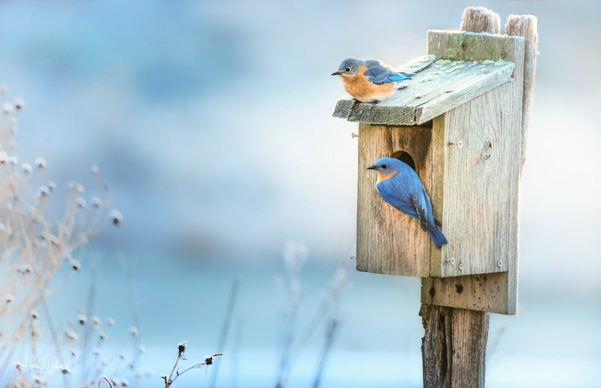 Two Eastern bluebirds sit on a nesting box