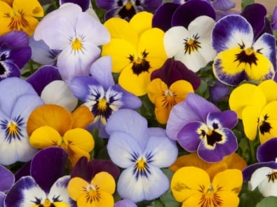 Pansies: More Than Just A Cheerful, Spring Beauty featured image