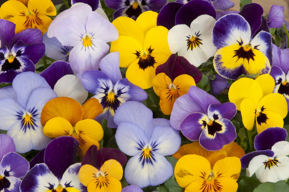 pansies: more than just a cheerful, spring beauty - farmers