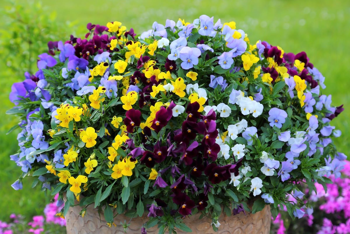 A group of colorful pansies in the garden.