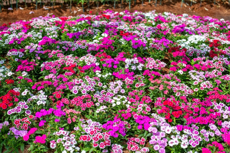 A variety of pink dianthus flowers growing in a garden.