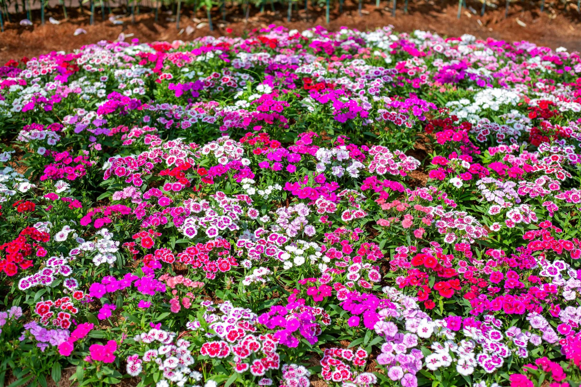 Love Pink Flowers? These Top 8 Will Brighten Your Garden (And Your Mood ...