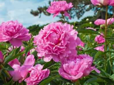 Love Pink Flowers? These Top 8 Will Brighten Your Garden (And Your Mood)! featured image