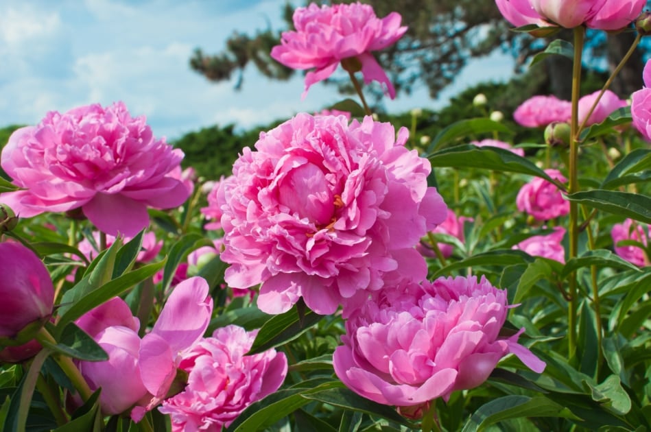 Pink peony flowers in the garden.