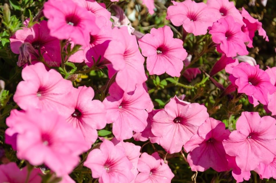 Pink petunia flowers bloom in the garden.