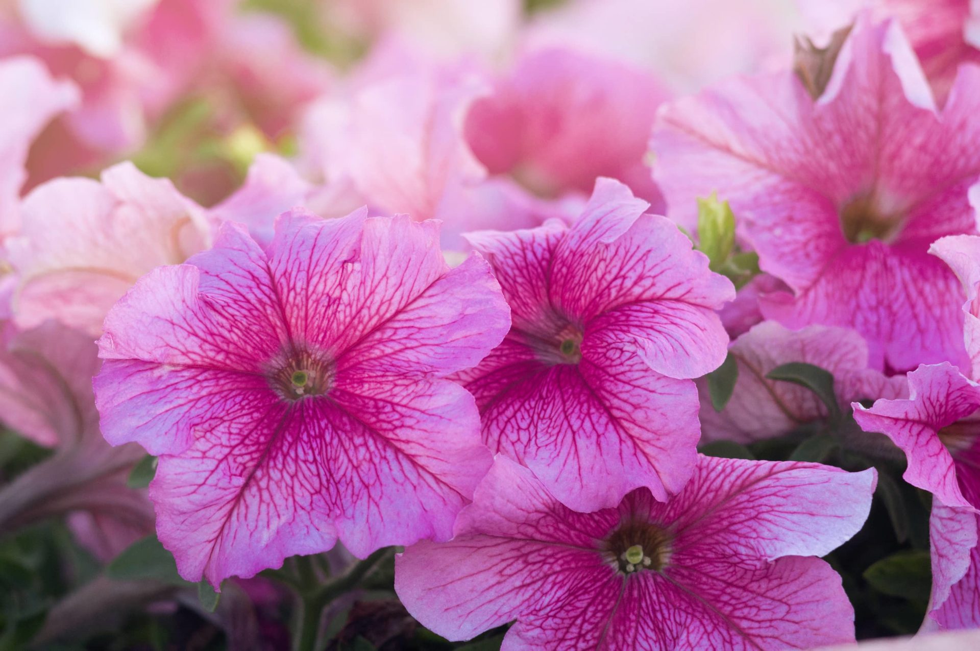 Closeup of pink petunia flowers.