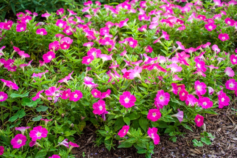 Love Pink Flowers? These Top 8 Will Brighten Your Garden (And Your Mood