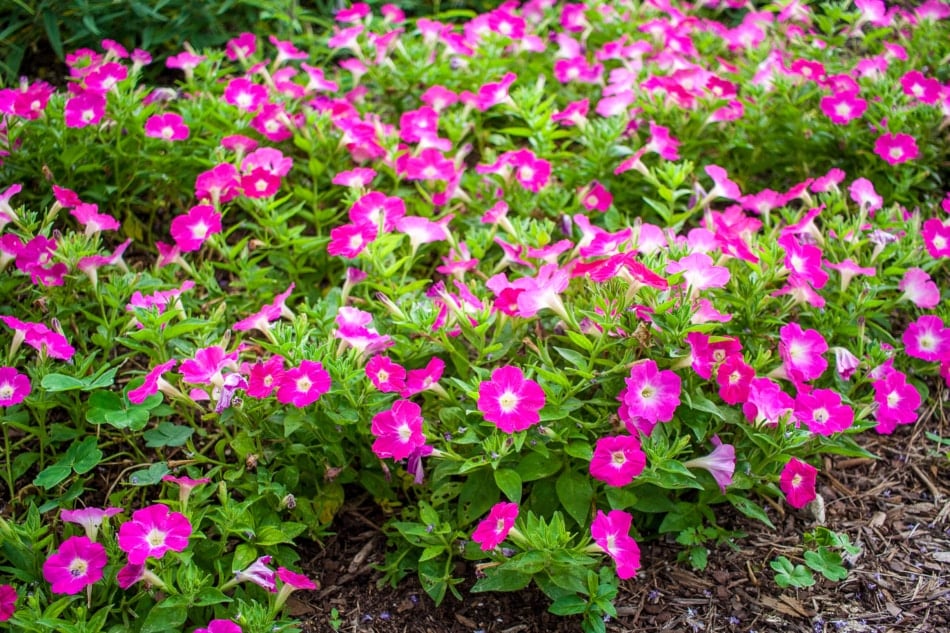 Group of bright pink petunias.