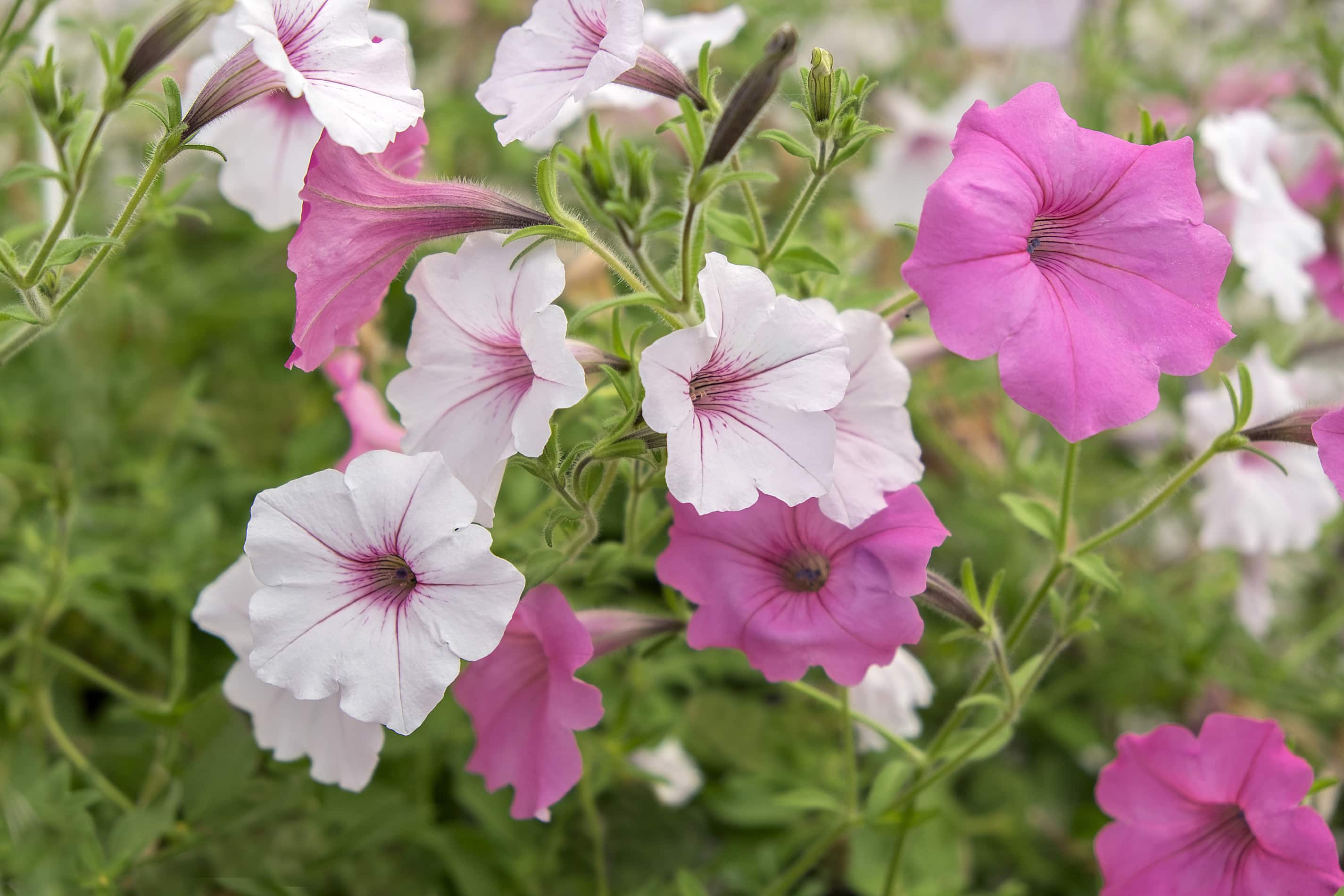 Pink and white petunias growing together.