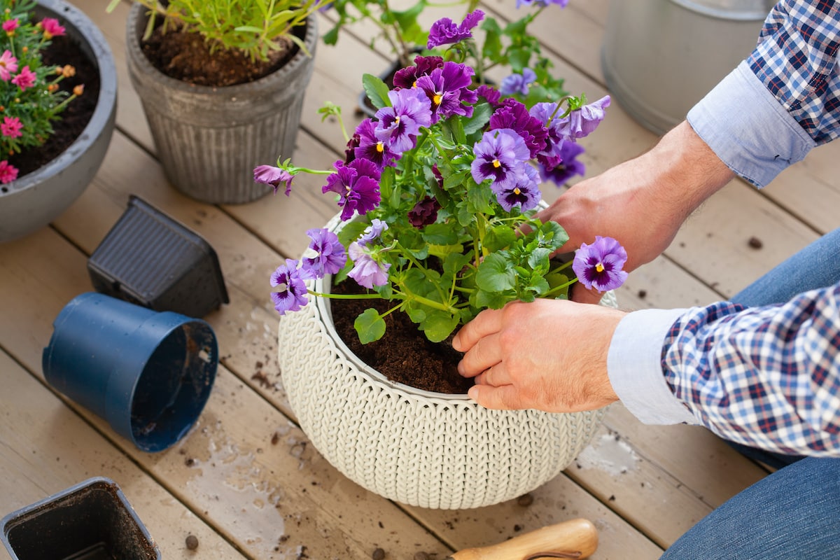 Man gardener planting pansy, lavender flowers in flowerpot in garden on terrace.