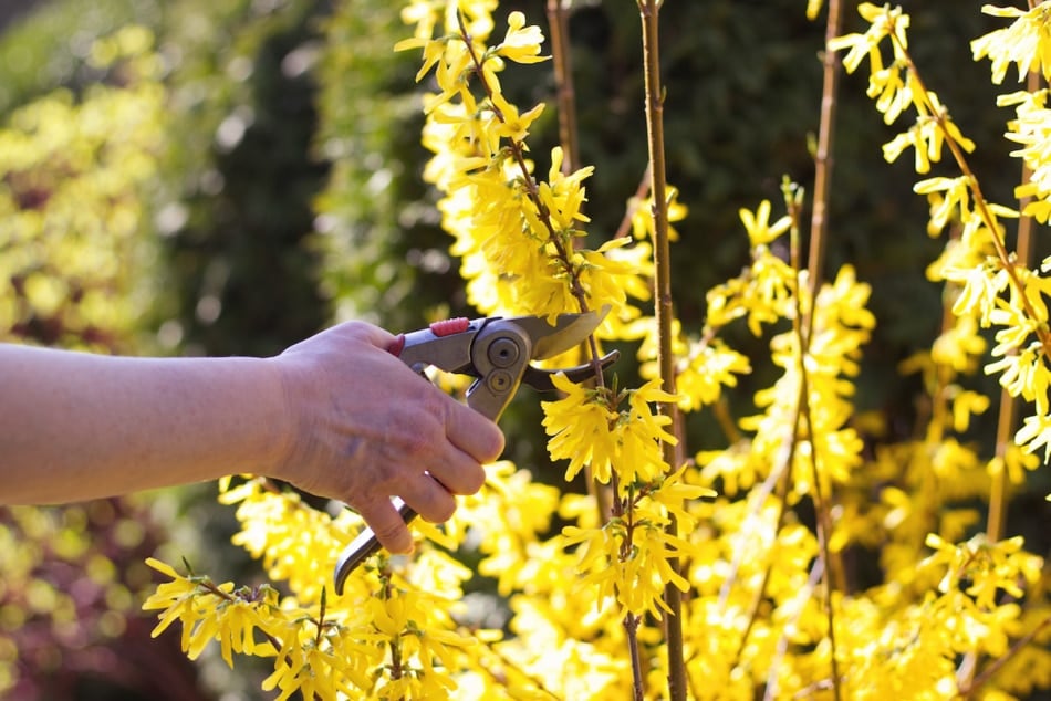 Person pruning forsythia bushes