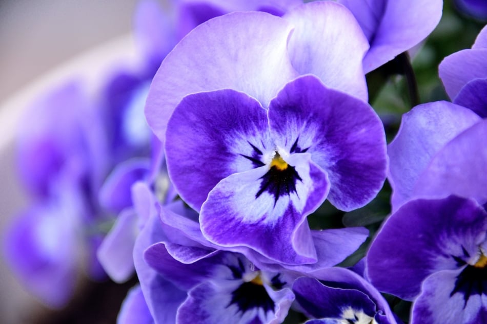 Purple pansies close up showing detail of the flower.