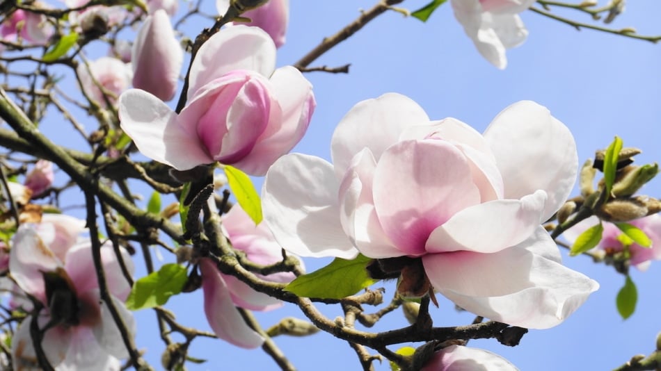 Pink magnolia blossoms.