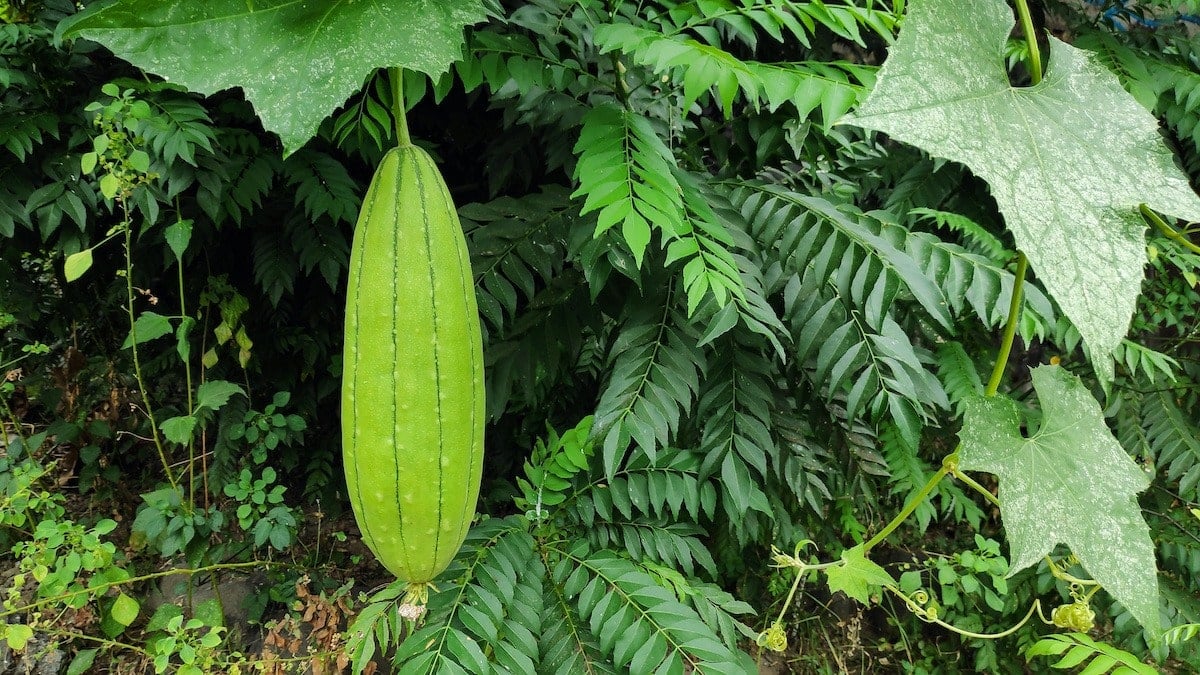 Sponge gourd - Stock photography