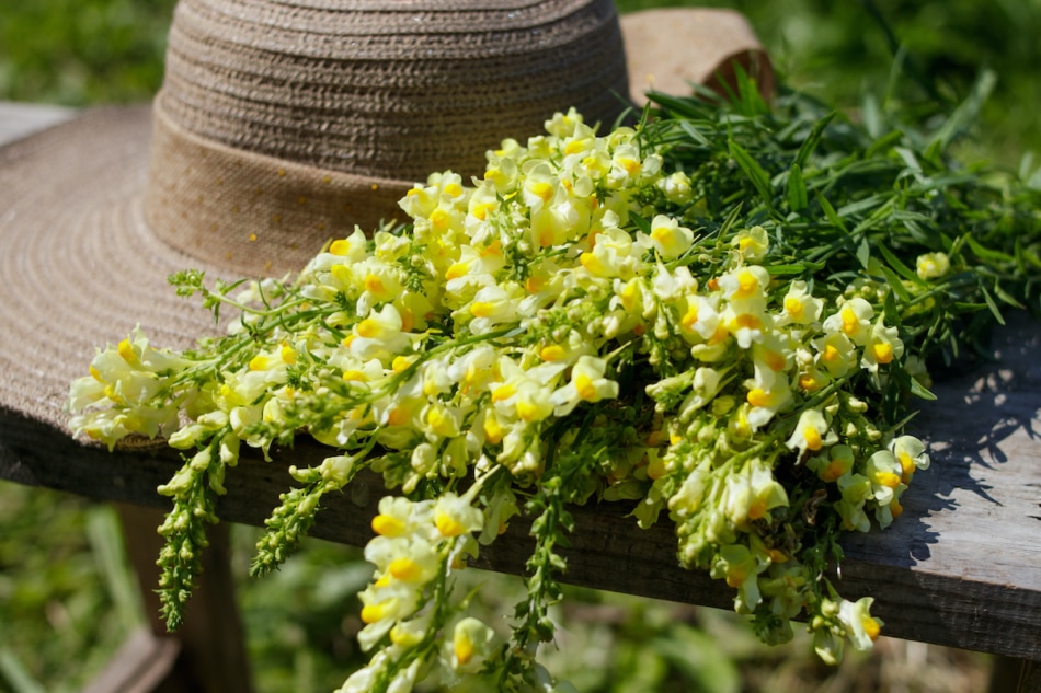 snapdragon bunch with garden hat