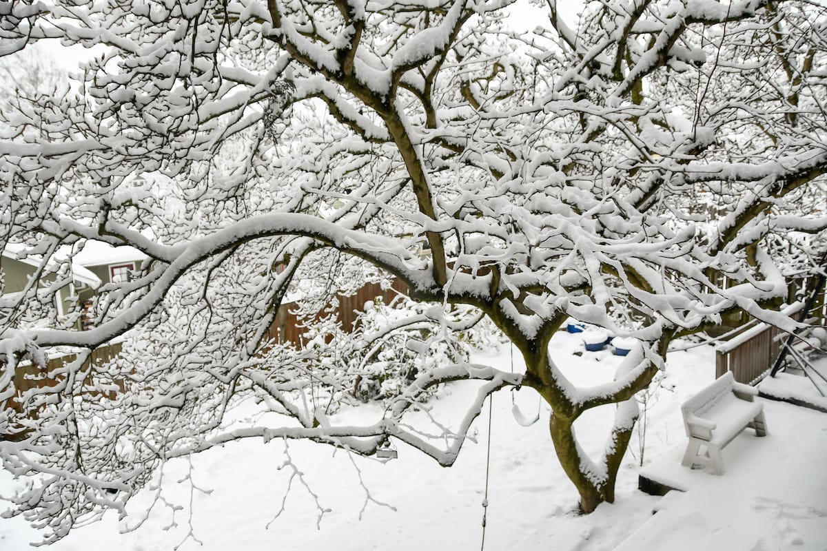 Magnolia tree in winter covered in snow.