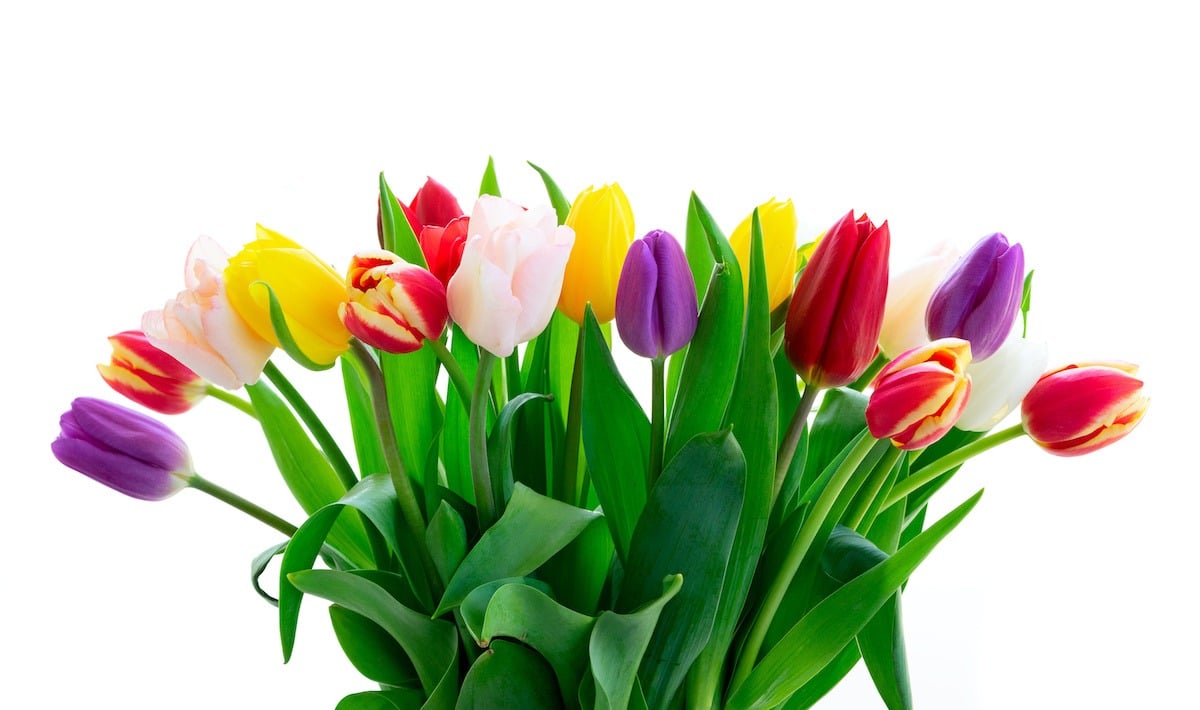 Red, violet and yellow fresh tulip flowers bouuet isolated on white background
