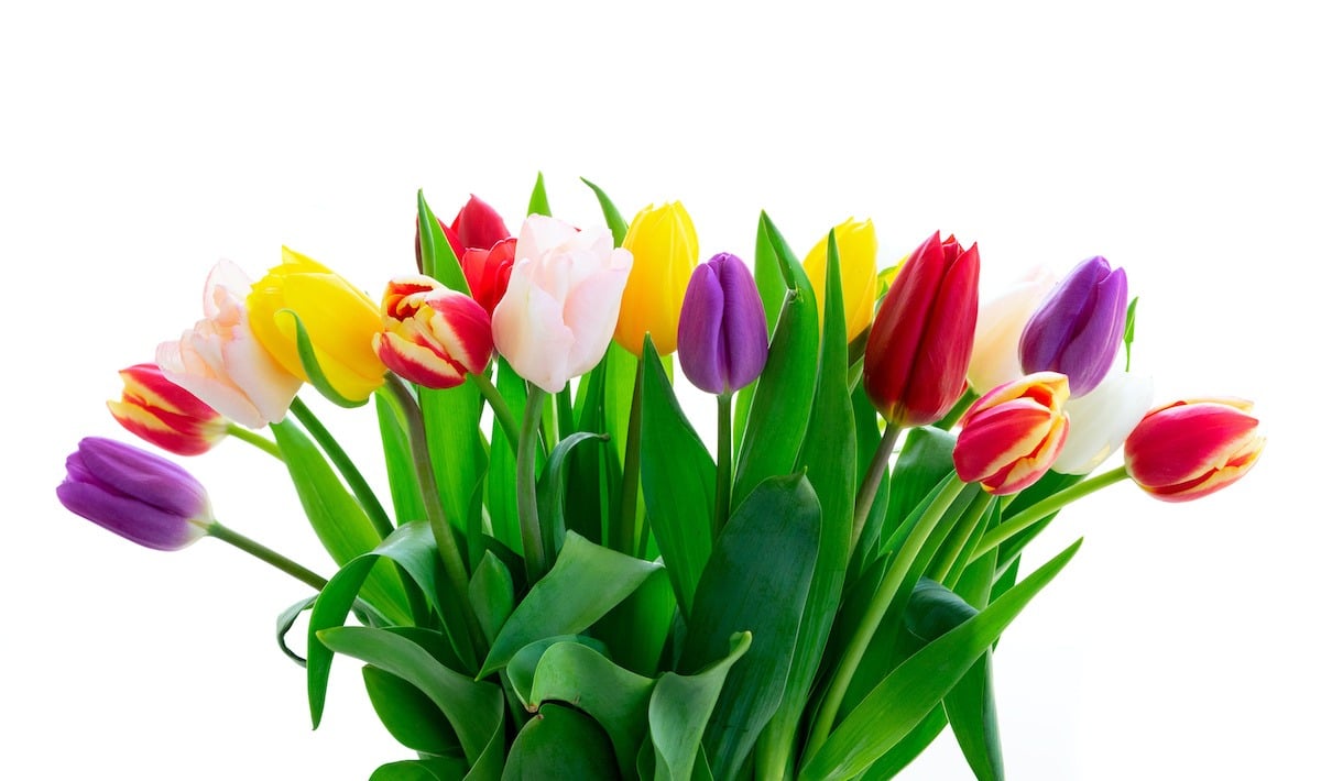 9 Popular Easter Flowers And Their Meanings - Farmers' Almanac - Plan ...