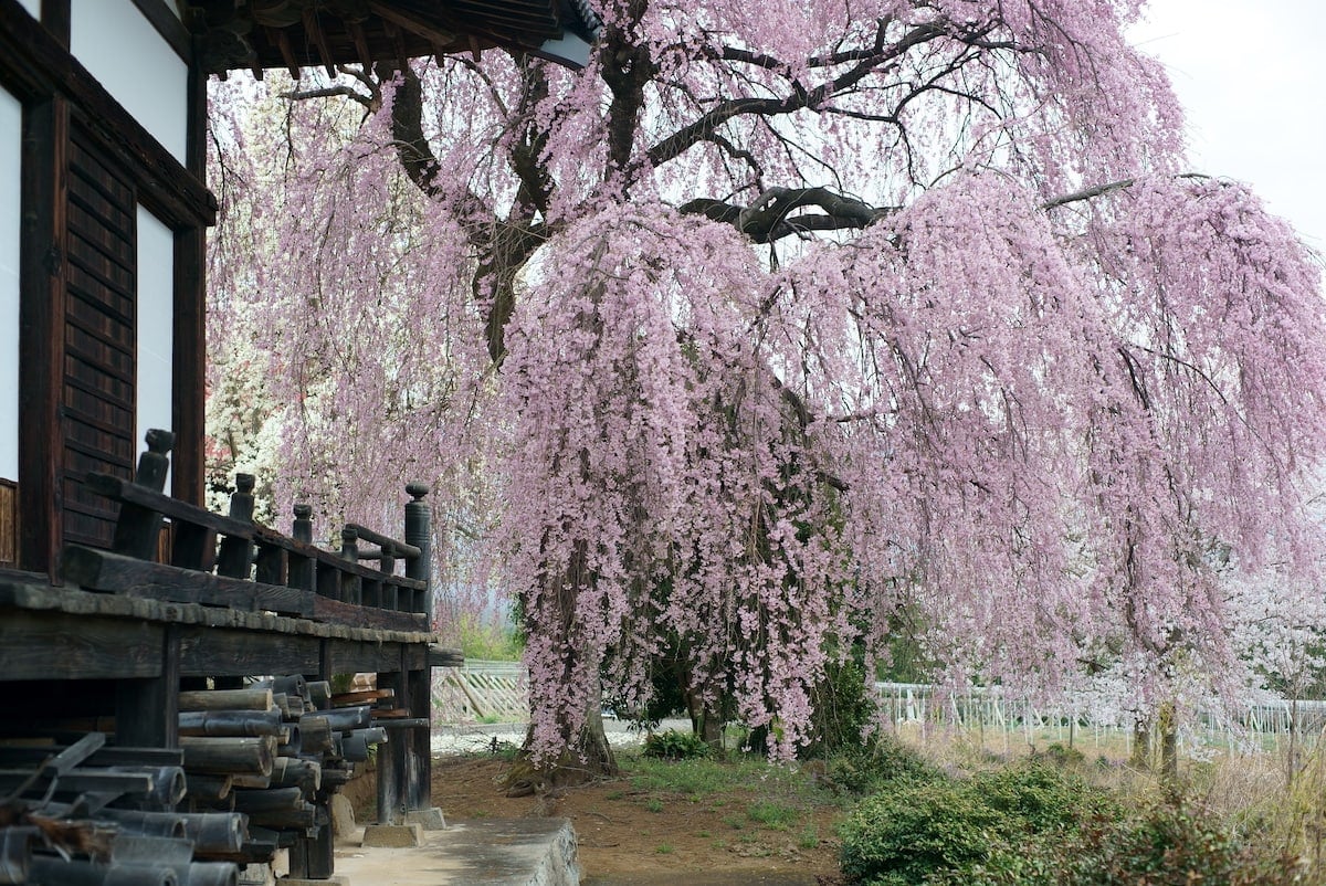 Weeping cherry tree flowering trees.