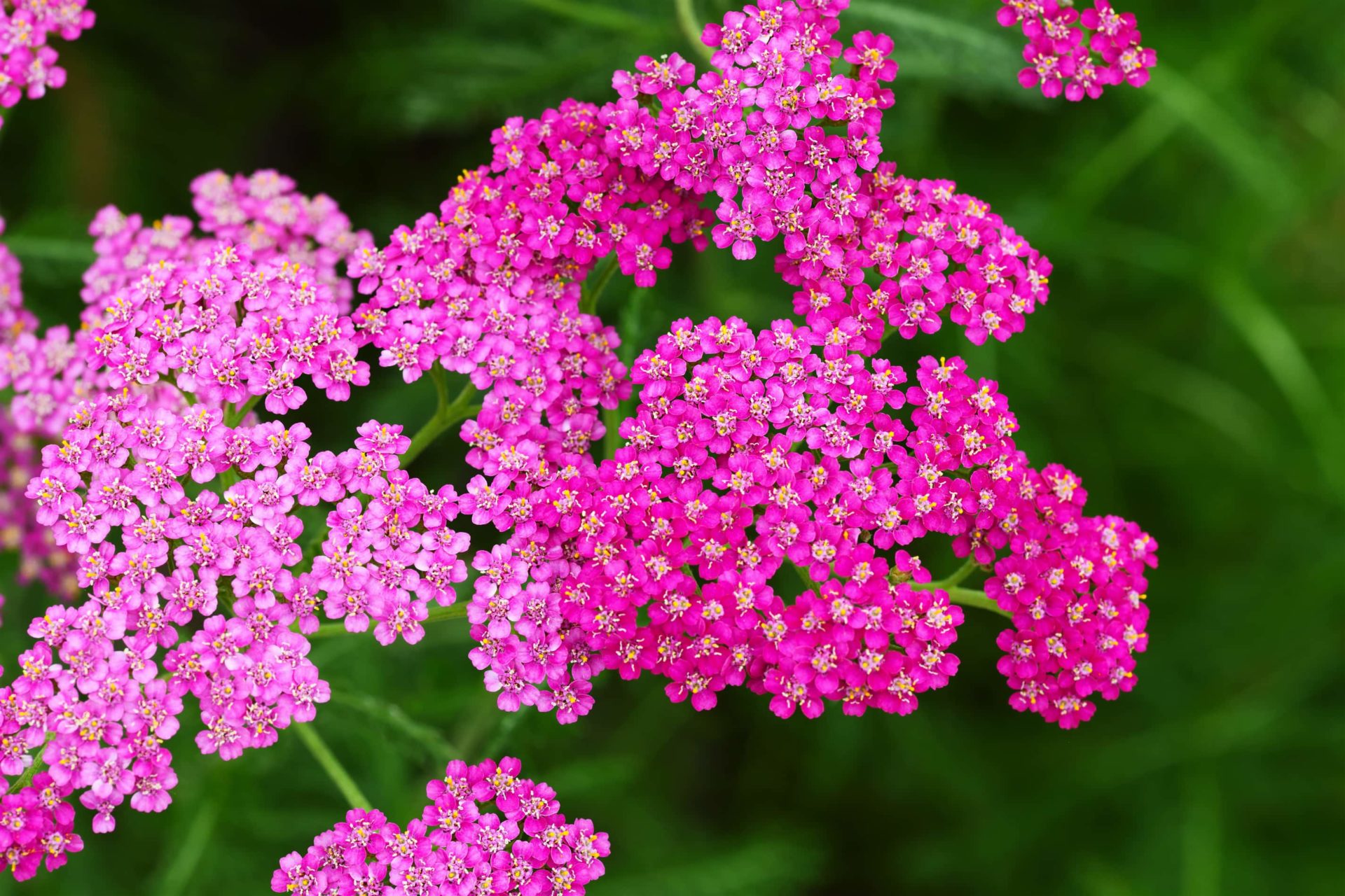 Closeup of pink yarrow flowers on soft green grass background