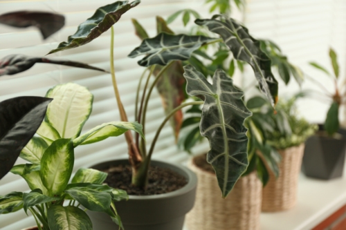 30 Common Toxic Houseplants From A-Z - Keep Pets Away!