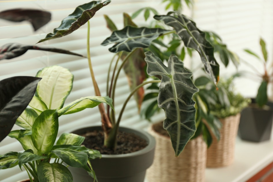 30 Common Toxic Houseplants From AZ Keep Pets Away!