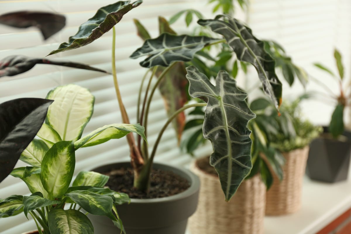 30 Common Toxic Houseplants From AZ Keep Pets Away!
