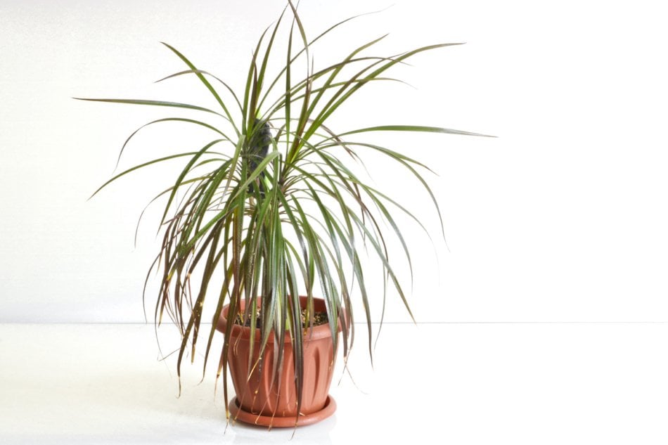 Dracaena houseplant on white background