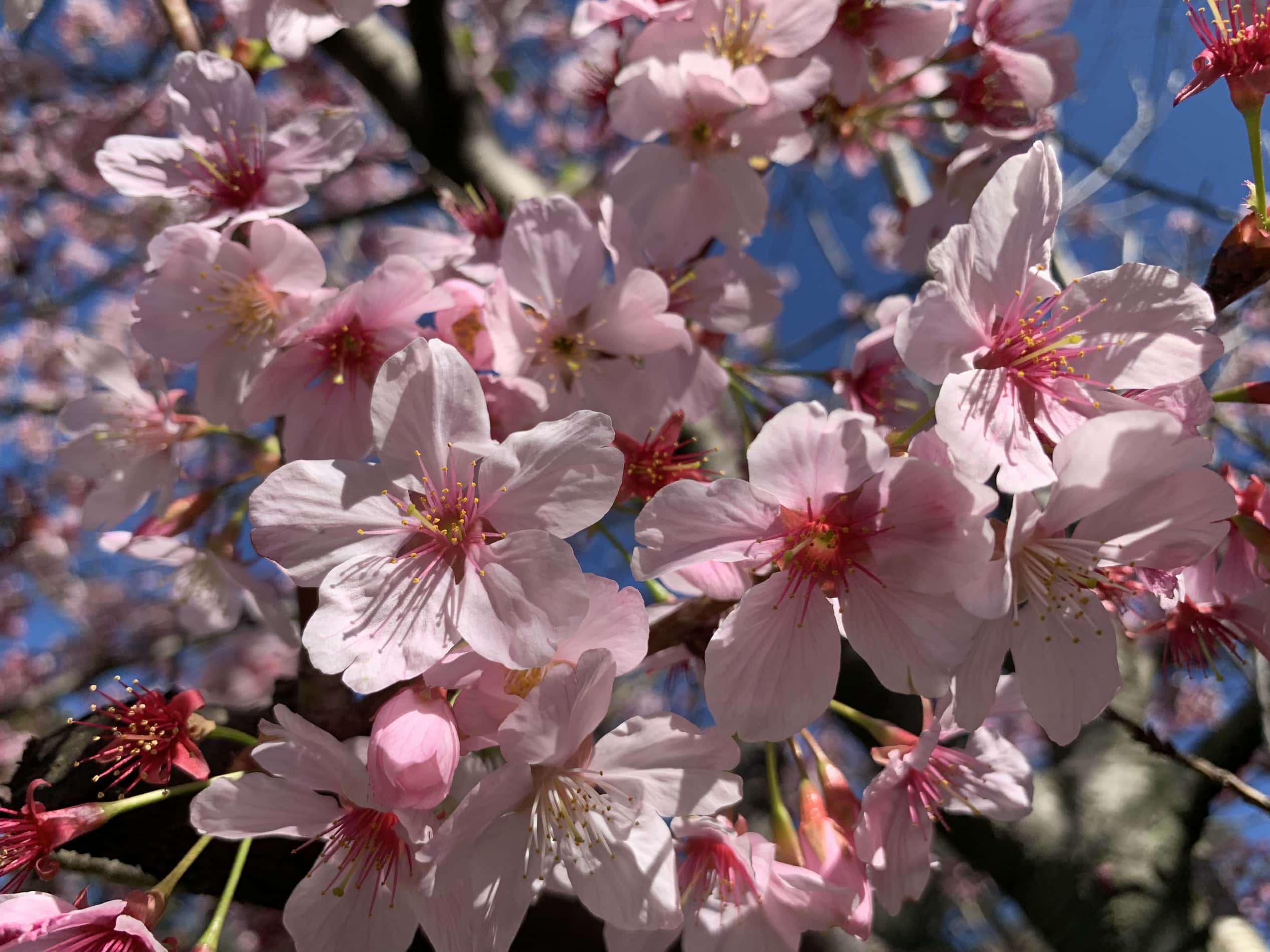 10 Interesting Facts About Cherry Blossoms You Didn t Know Farmers 10-interesting-facts-about-cherry-blossoms-you-didn-t-know-farmers