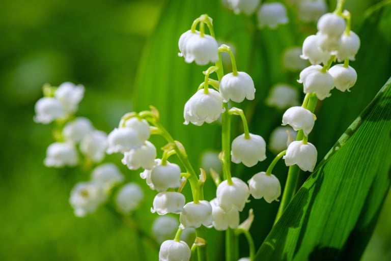 May Flower Lore Lily of the Valley and Hawthorn Farmers' Almanac